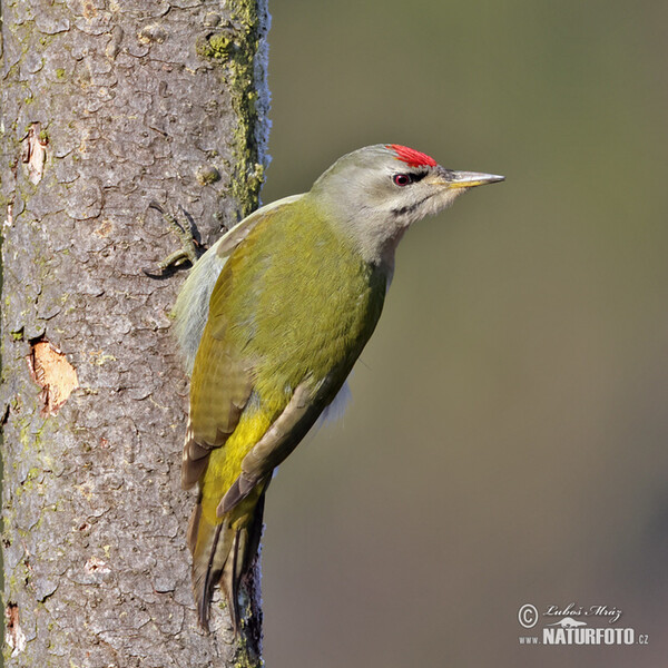 Žlna sivá (Picus canus)