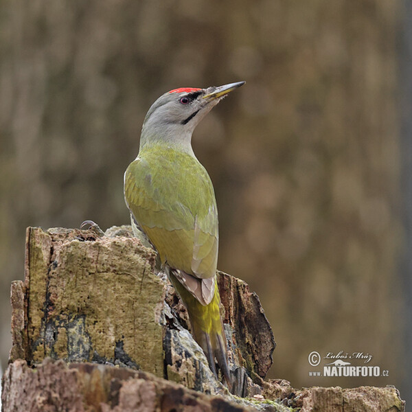 Žlna sivá (Picus canus)