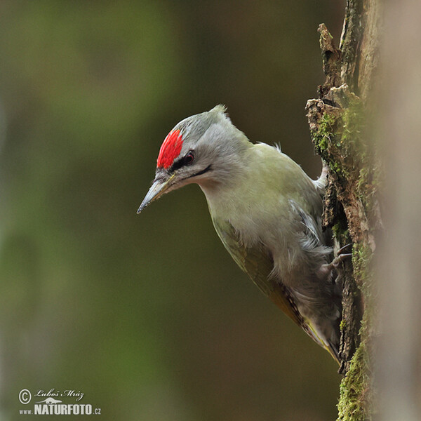 Žlna sivá (Picus canus)