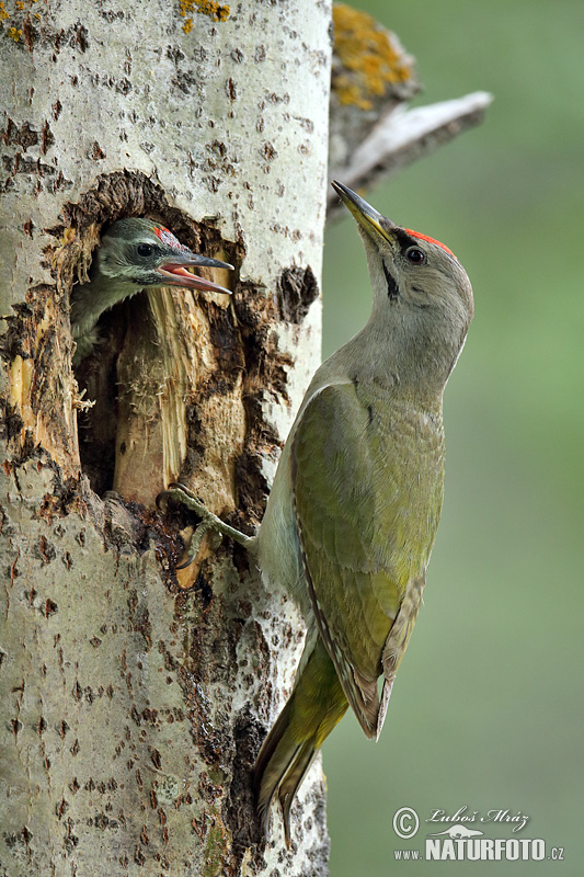 Žlna sivá (Picus canus)