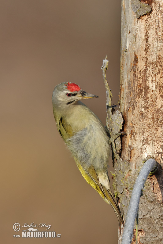 Žlna sivá (Picus canus)