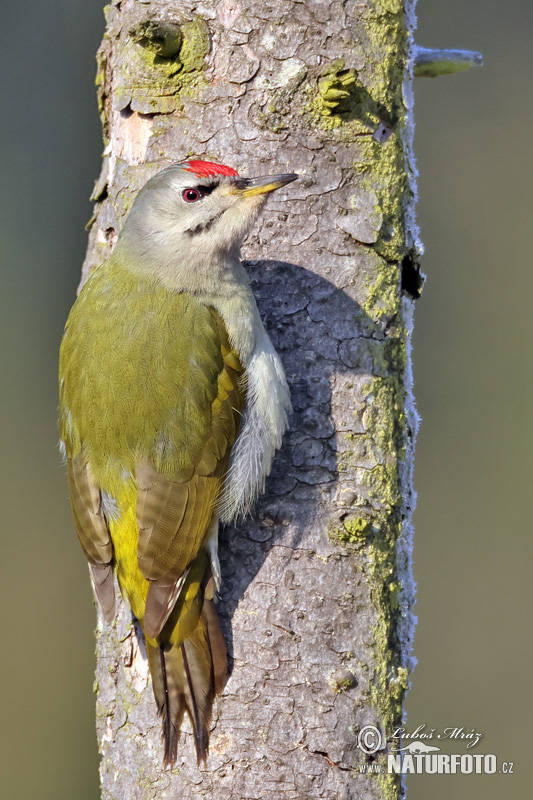 Žlna sivá (Picus canus)