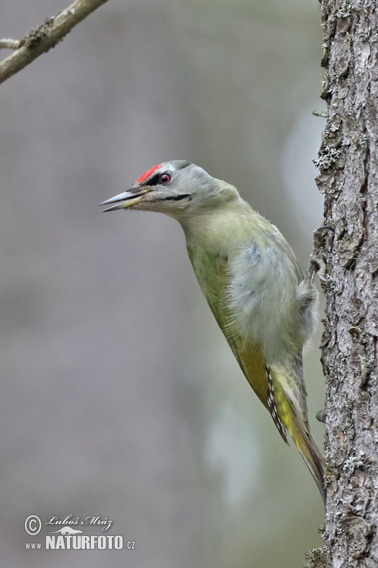 Žlna sivá (Picus canus)