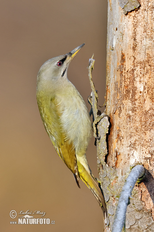 Žlna sivá (Picus canus)