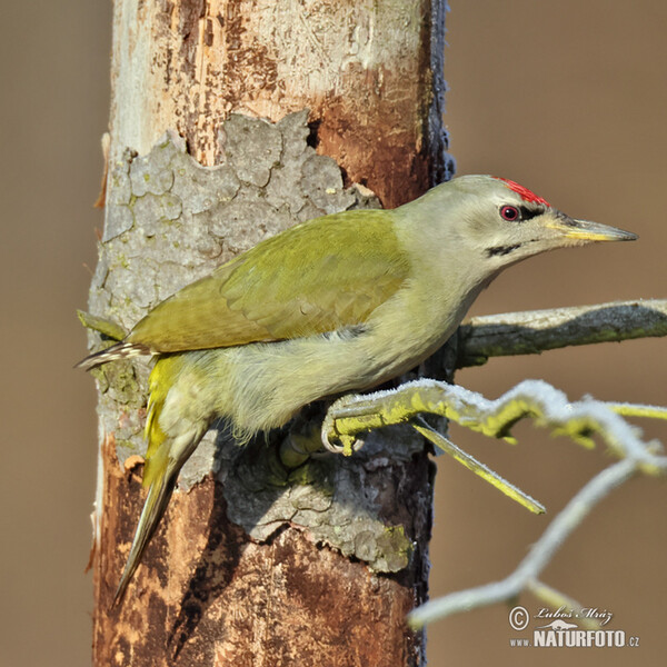 Žlna sivá (Picus canus)