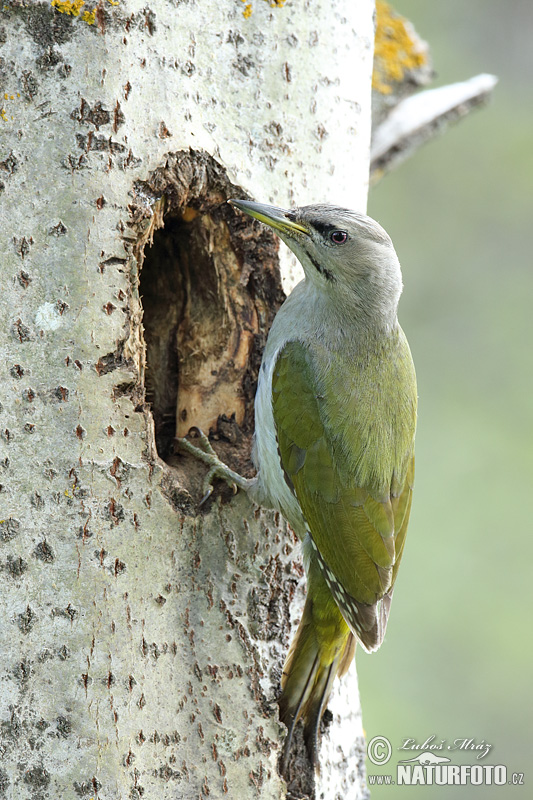 Žlna sivá (Picus canus)