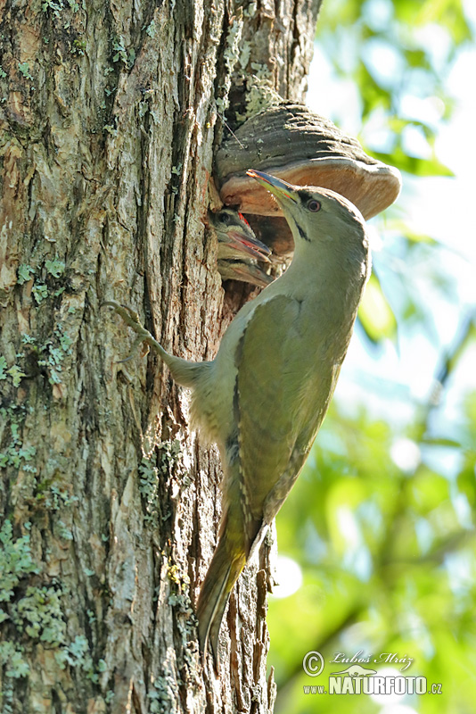 Žlna sivá (Picus canus)