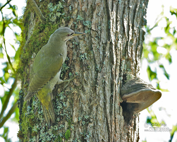 Žlna sivá (Picus canus)