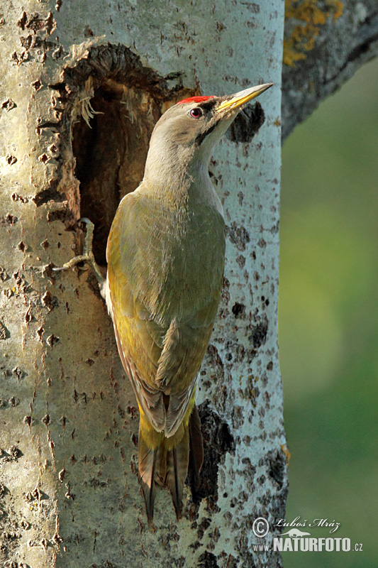 Žlna sivá (Picus canus)