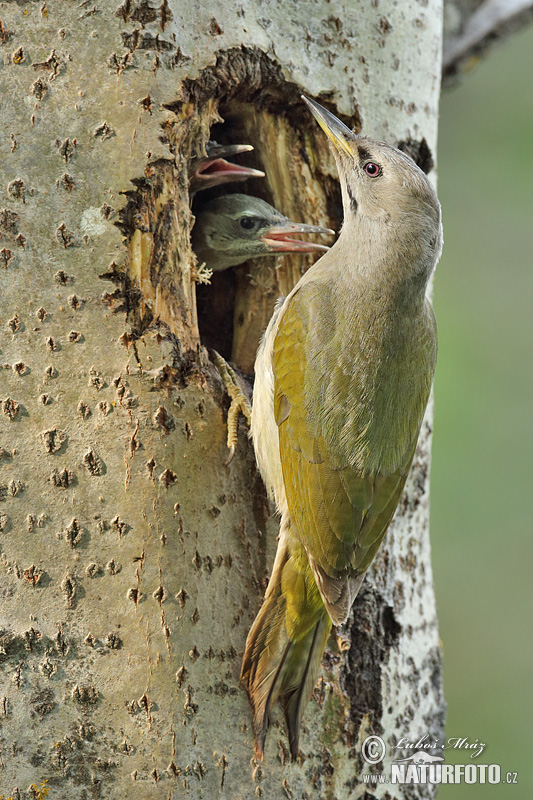 Žlna sivá (Picus canus)