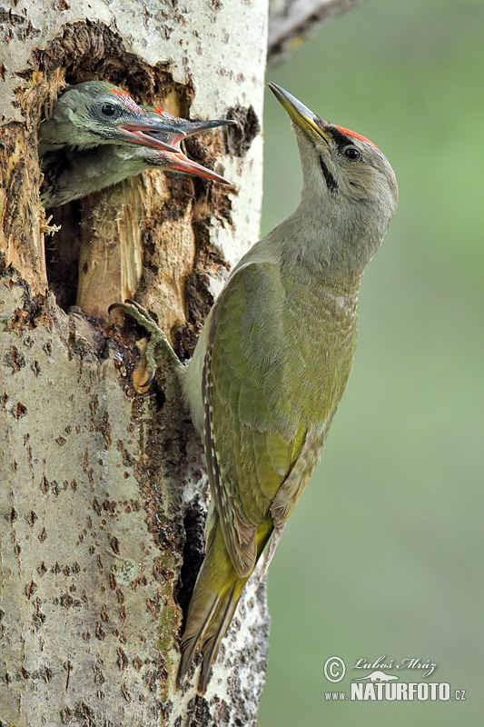 Žlna sivá (Picus canus)