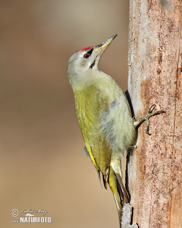 Žlna sivá (Picus canus)