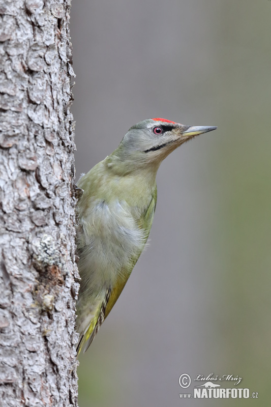 Žlna sivá (Picus canus)