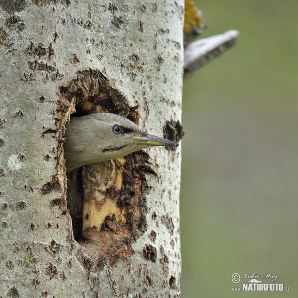 Žlna sivá (Picus canus)