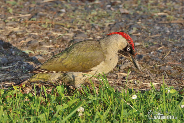 Žlna zelená (Picus viridis)