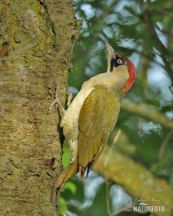 Žlna zelená (Picus viridis)