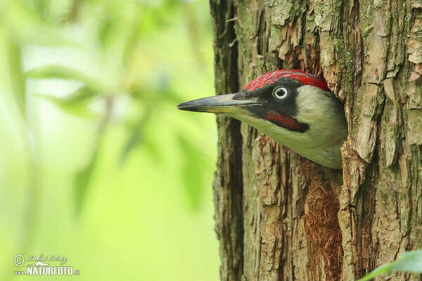 Žlna zelená (Picus viridis)