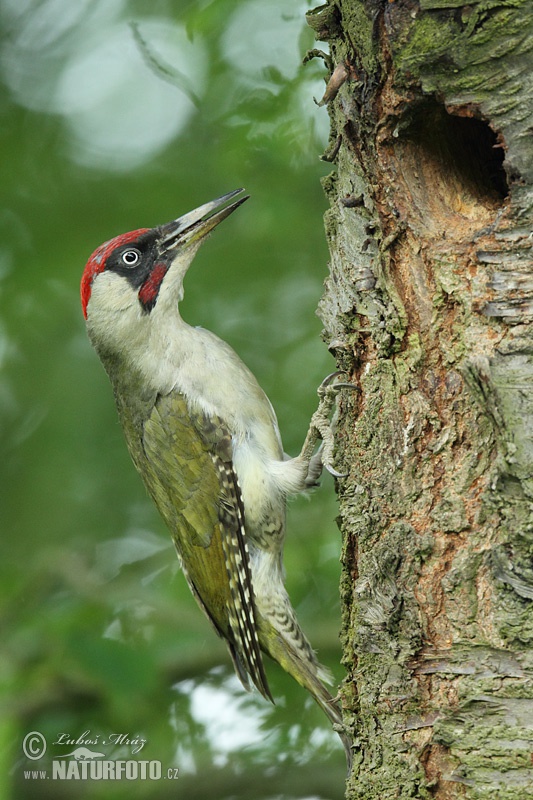 Žlna zelená (Picus viridis)