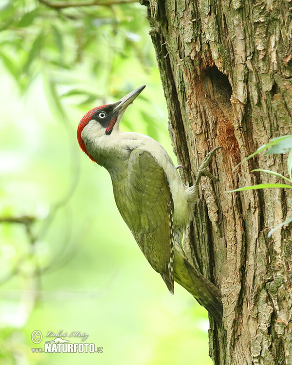 Žlna zelená (Picus viridis)