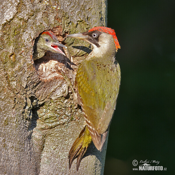 Žlna zelená (Picus viridis)