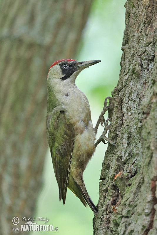 Žlna zelená (Picus viridis)