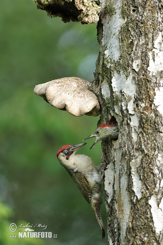 Žlna zelená (Picus viridis)