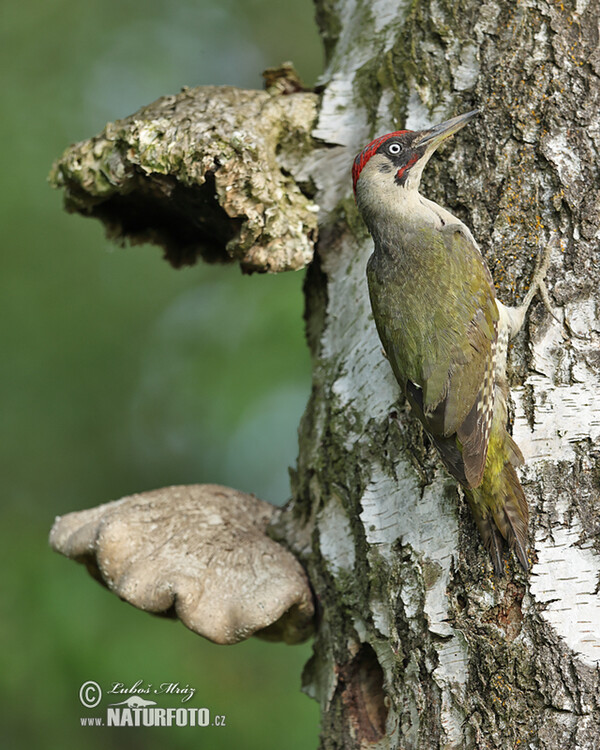 Žlna zelená (Picus viridis)