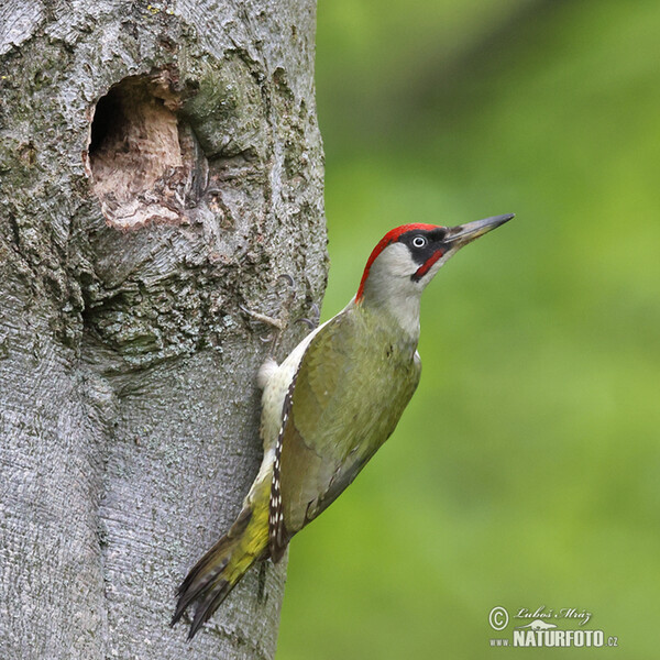 Žlna zelená (Picus viridis)