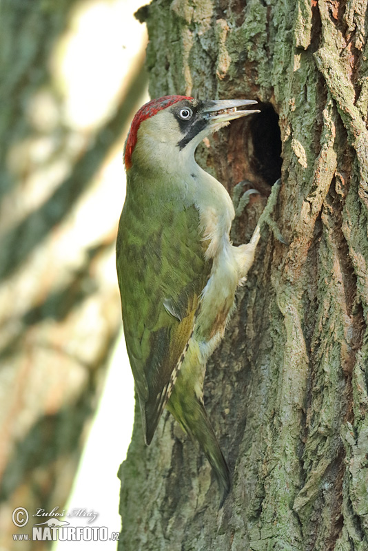 Žlna zelená (Picus viridis)