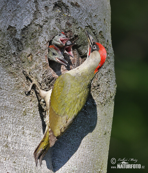 Žlna zelená (Picus viridis)