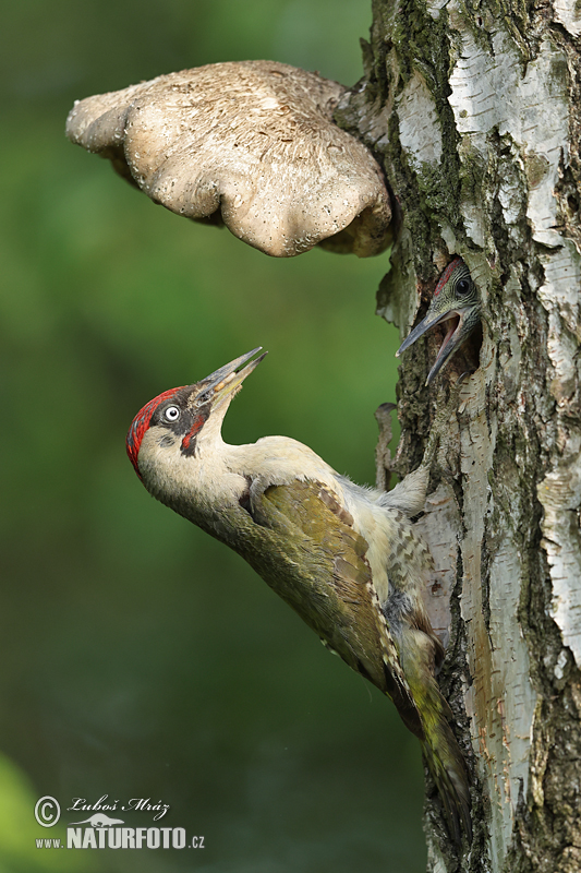 Žlna zelená (Picus viridis)