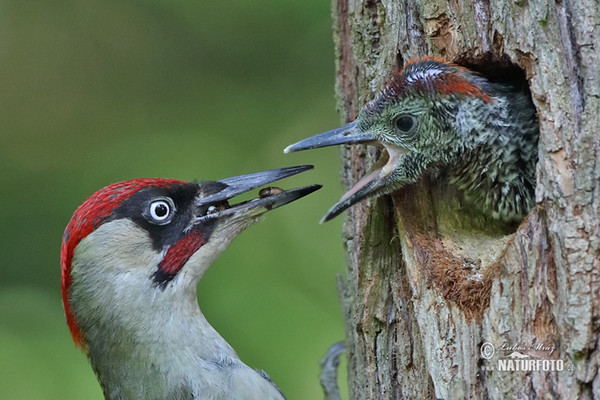 Žlna zelená (Picus viridis)