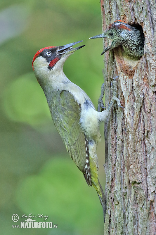 Žlna zelená (Picus viridis)