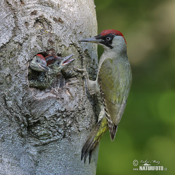 Žlna zelená (Picus viridis)