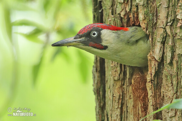 Žlna zelená (Picus viridis)