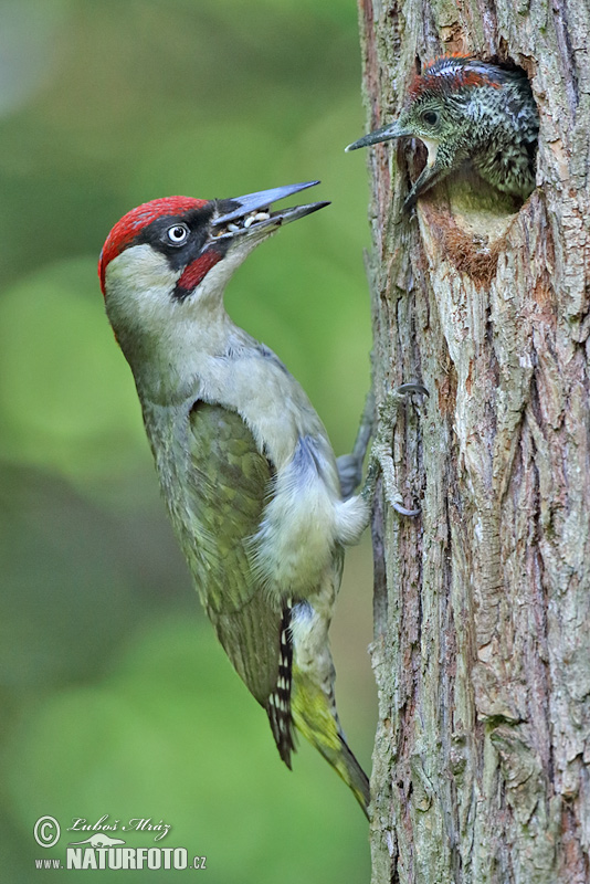 Žlna zelená (Picus viridis)