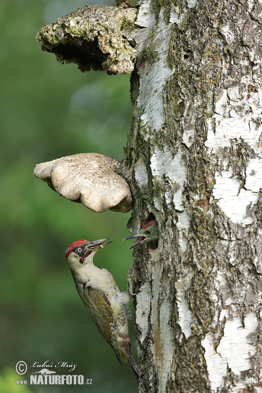 Žlna zelená (Picus viridis)