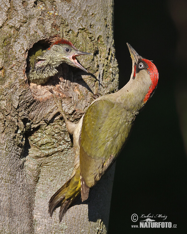 Žlna zelená (Picus viridis)