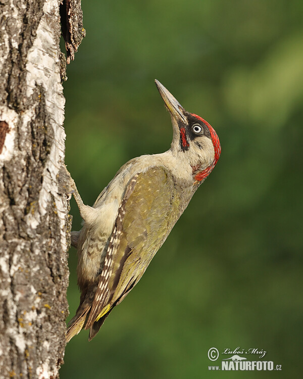 Žlna zelená (Picus viridis)