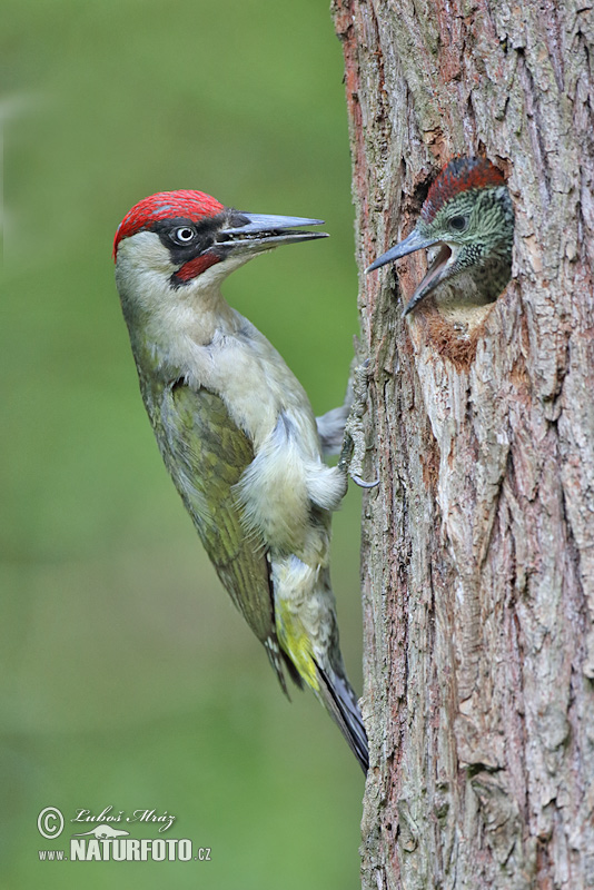 Žlna zelená (Picus viridis)