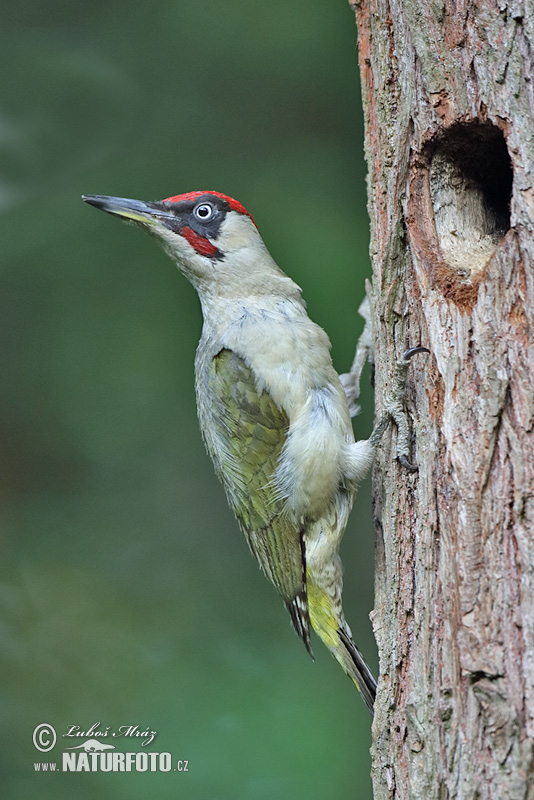 Žlna zelená (Picus viridis)