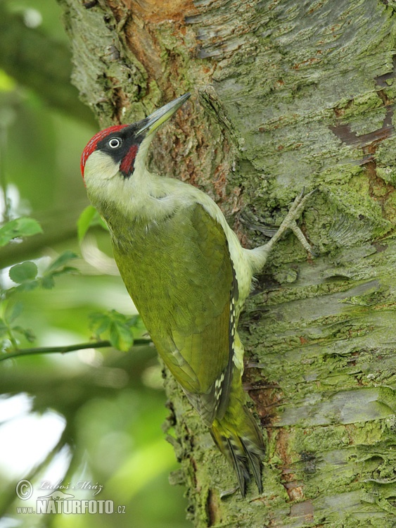 Žlna zelená (Picus viridis)