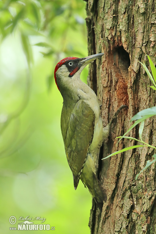 Žlna zelená (Picus viridis)