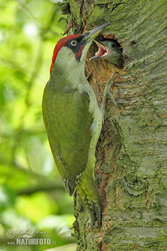 Žlna zelená (Picus viridis)