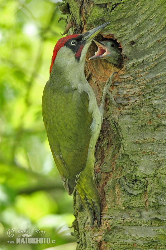 Žlna zelená (Picus viridis)