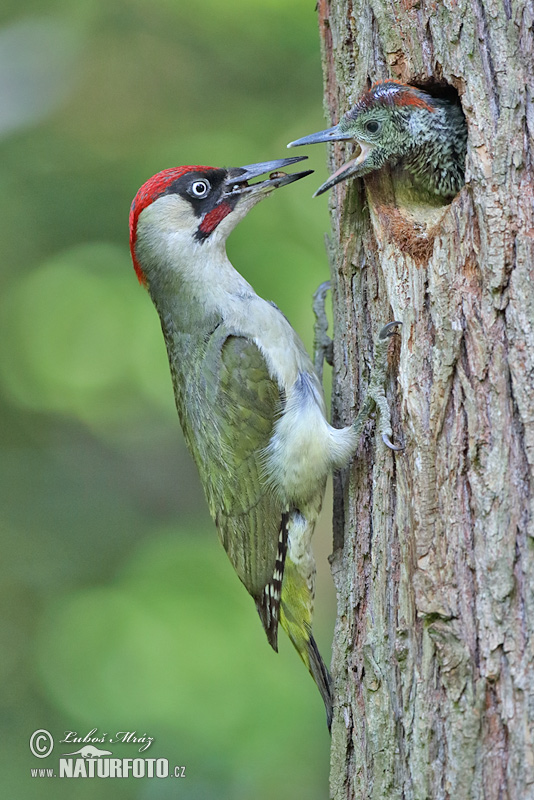 Žlna zelená (Picus viridis)