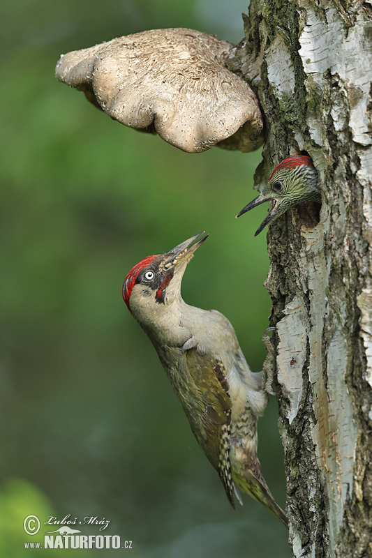 Žlna zelená (Picus viridis)