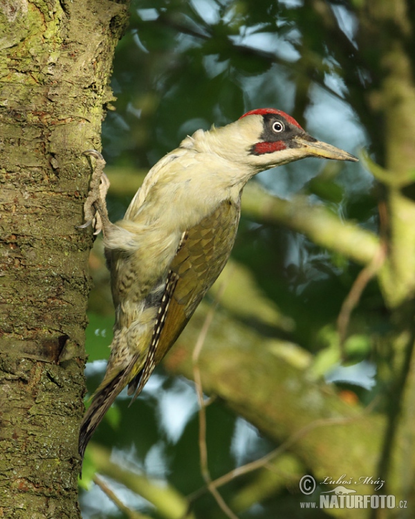 Žlna zelená (Picus viridis)