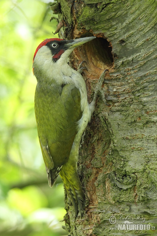 Žlna zelená (Picus viridis)