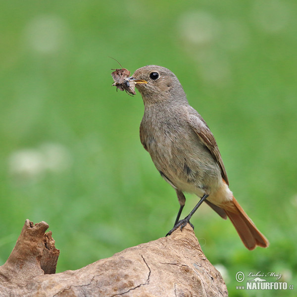 Žľtochvost domový (Phoenicurus ochruros)